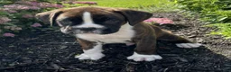 Boxer dogs for sale: Duke - Ad 2
