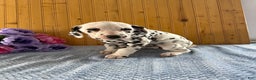 Dalmatian dogs for sale: Tara - Ad 12