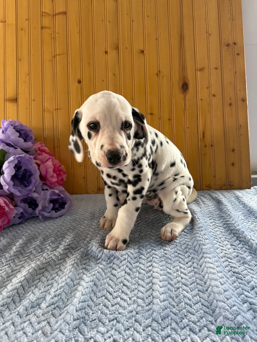 Dalmatian dogs for sale: Tara - Ad 12