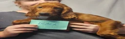 Irish Setter dogs for sale: Irish Setter Black Collar - Ad 1