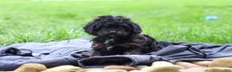 Cavapoo dogs for sale: Jake - Ad 5
