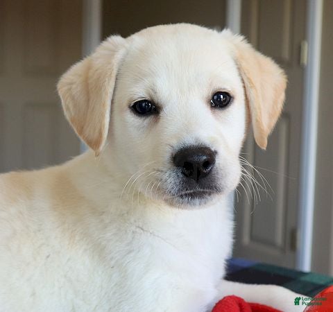 Labrador Retriever dogs Diesel Champ lines - Ad 1