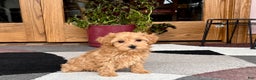Maltipoo dogs for sale: Maltipoo Puppy 3 male - Ad 2