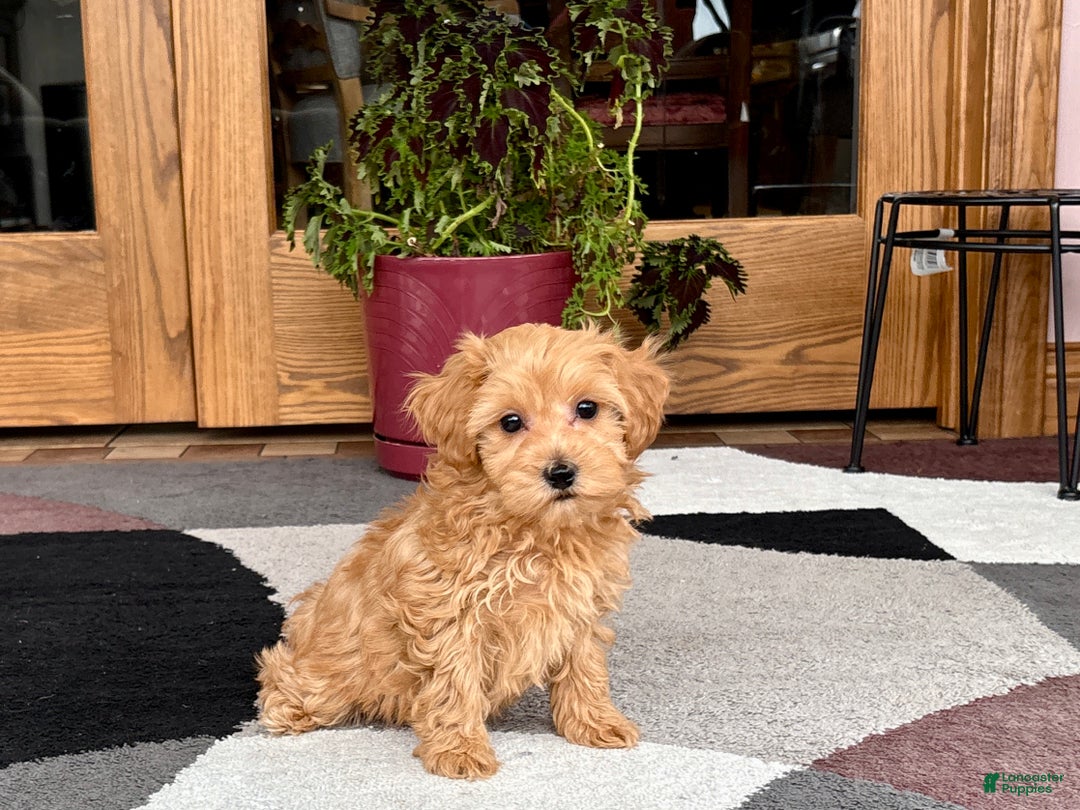 Maltipoo dogs for sale: Maltipoo Puppy 3 male - Ad 2