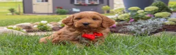 Mini Goldendoodle dogs for sale: Bingo - Ad 1
