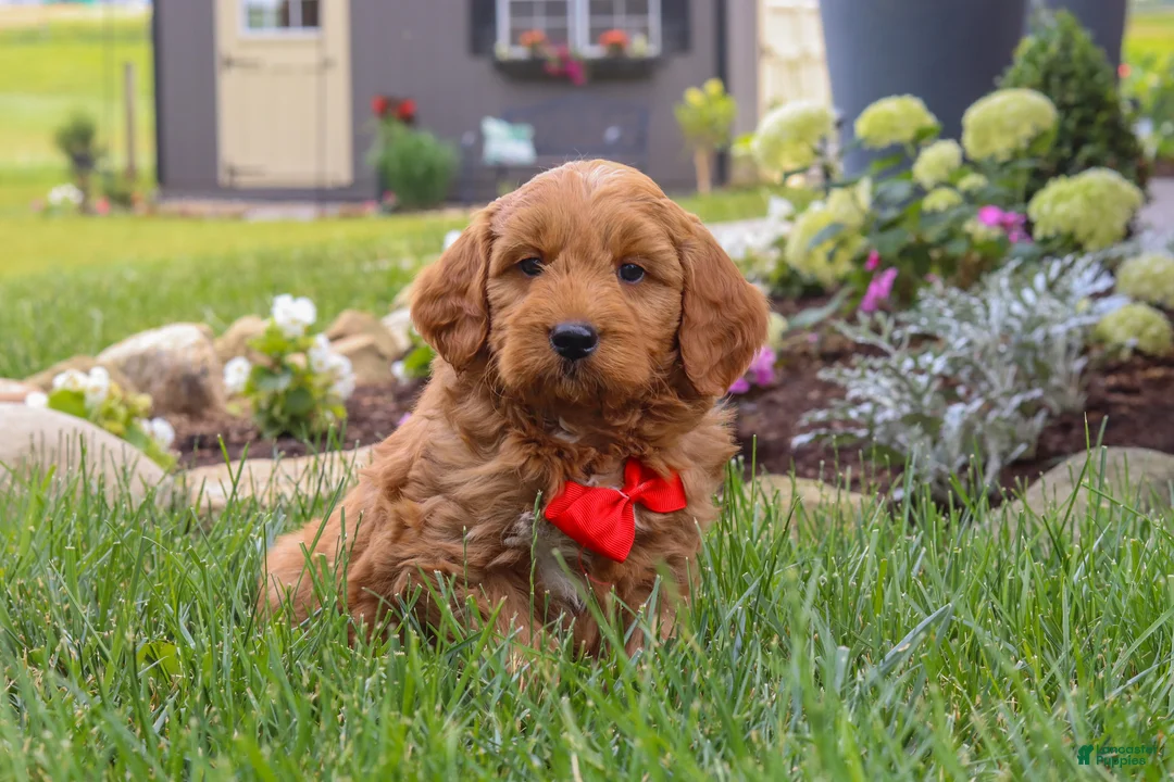 Mini Goldendoodle dogs for sale: Bingo - Ad 1