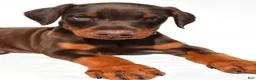Doberman Pinscher dogs for sale: Bruno - Ad 3