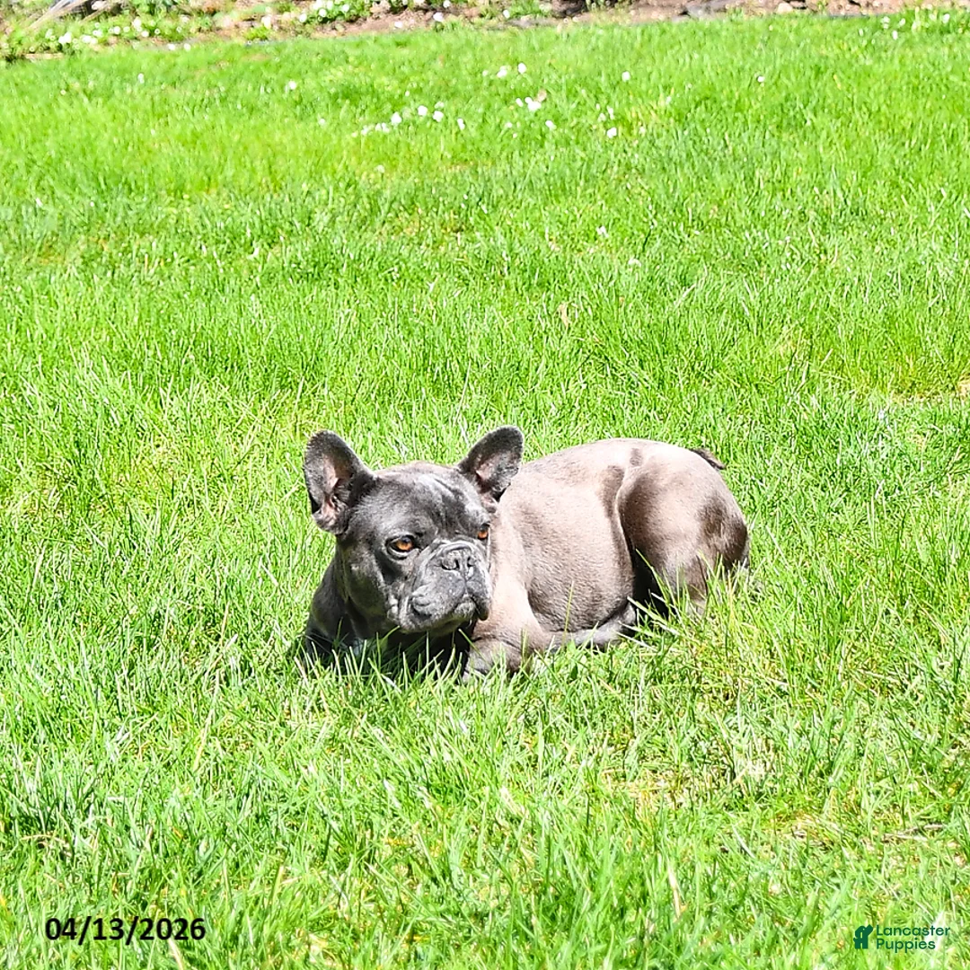French Bulldog dogs for sale: Bella   - Ad 6