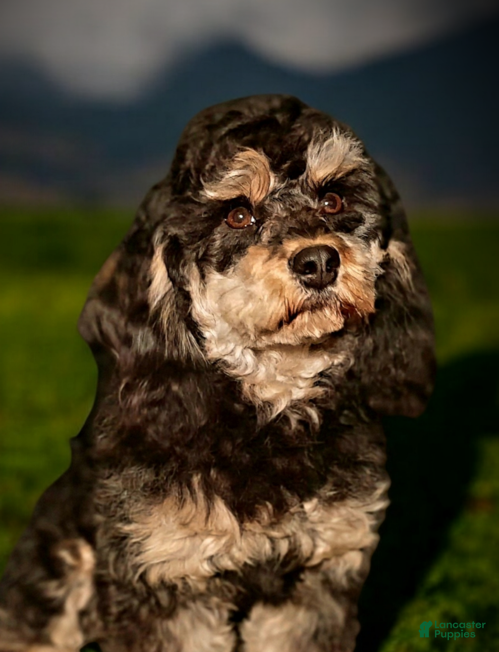 Cavapoo dogs Charlie  - Ad 5