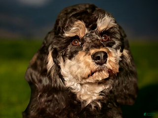 Cavapoo dogs Charlie - Ad 5