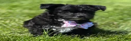 Morkie dogs for sale: Zoey - Ad 4