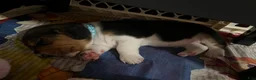 Basset Hound dogs for sale: Basset Hound 4-blue collar - Ad 5
