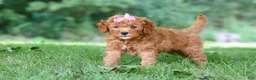Mini Goldendoodle dogs for sale: Aspen - Ad 3