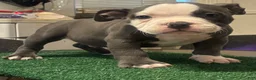 American Bully dogs for sale: American Bully 1 - Ad 3