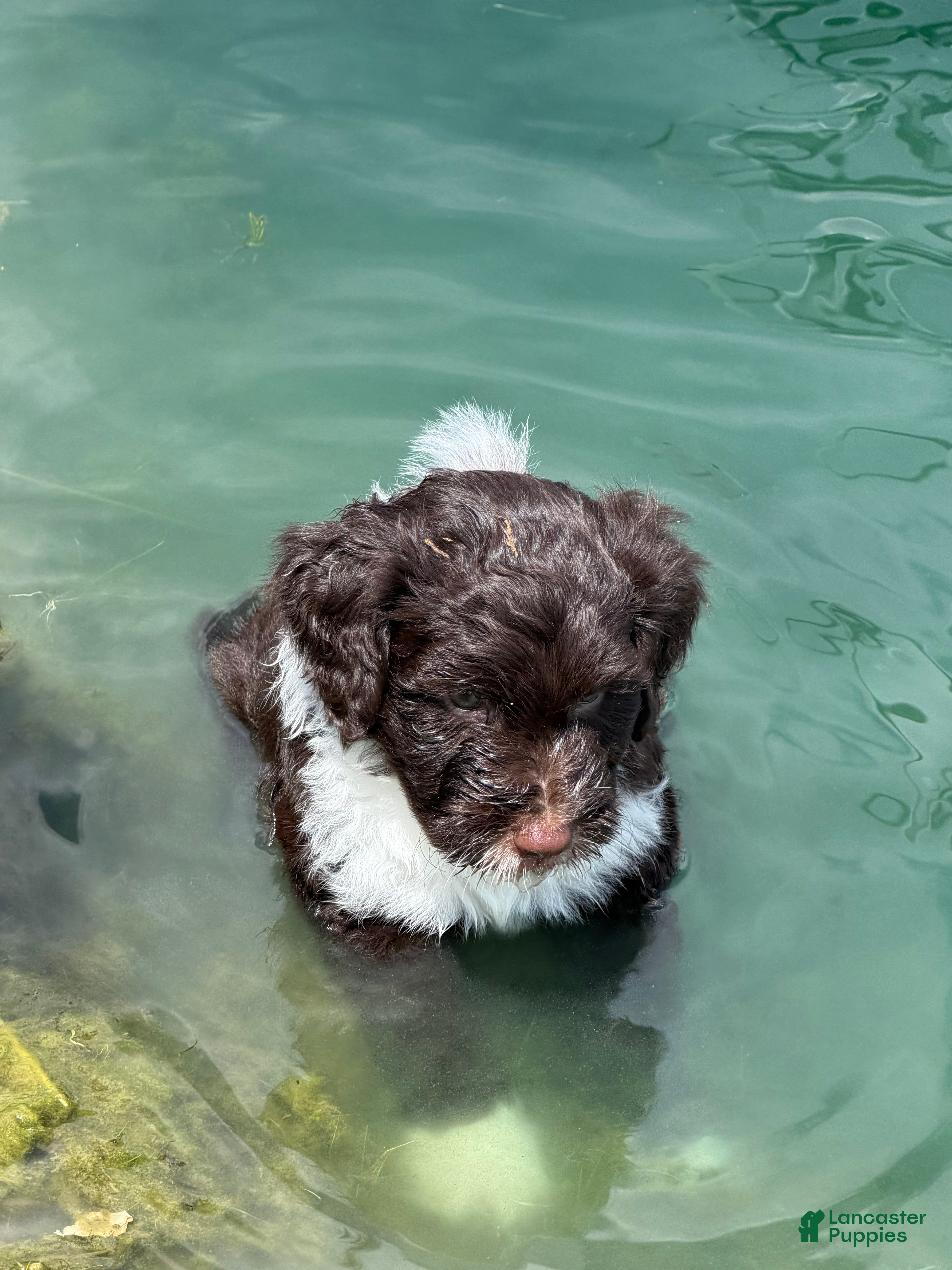 Portuguese Water Dog dogs Mr. B - Ad 1