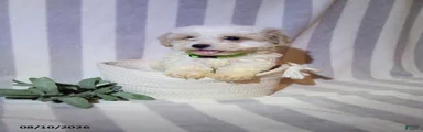 Pete