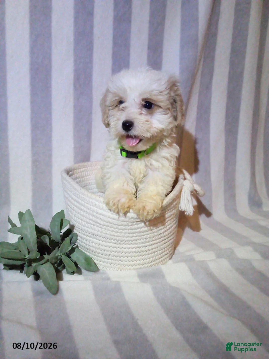Havapoo dogs for sale: Pete - Ad 1
