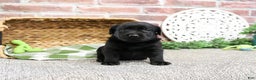 Labrador Retriever dogs for sale: Lawrence - Ad 1