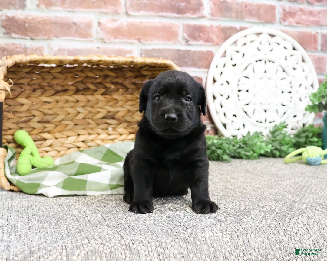Labrador Retriever dogs for sale: Lawrence - Ad 1