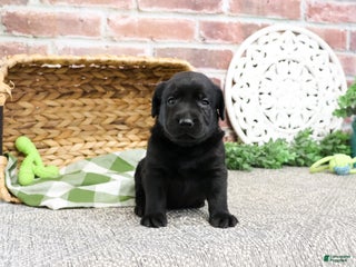 Labrador Retriever dogs Lawrence - Ad 26