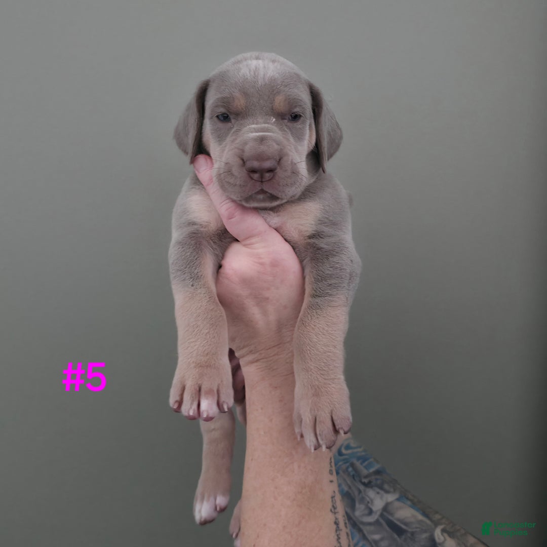 Great Dane dogs for sale: Great Dane Puppy 5 - Ad 2