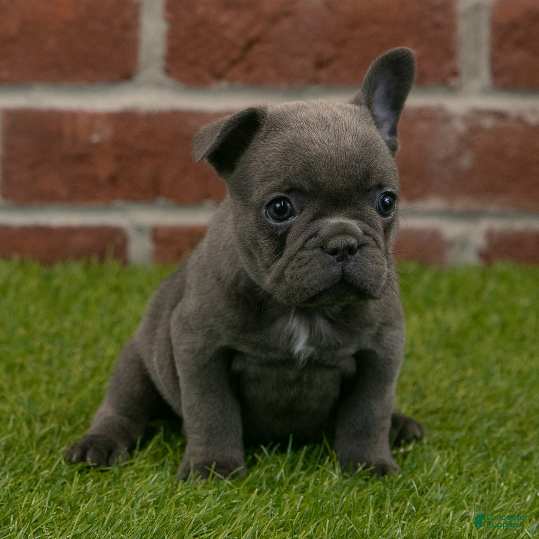 French Bulldog dogs for sale: Sadie - Ad 3
