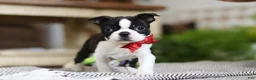 Boston Terrier dogs for sale: Winston - Ad 1