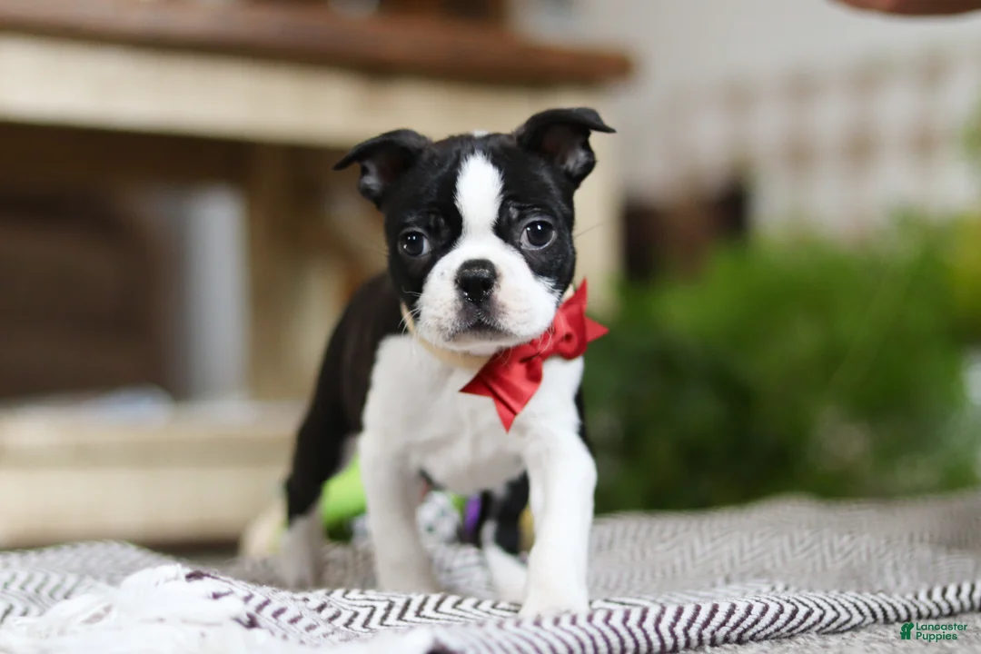 Boston Terrier dogs for sale: Winston - Ad 1