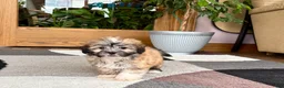 Mixed Breed dogs for sale: Lhasa/Coton male 2 - Ad 5