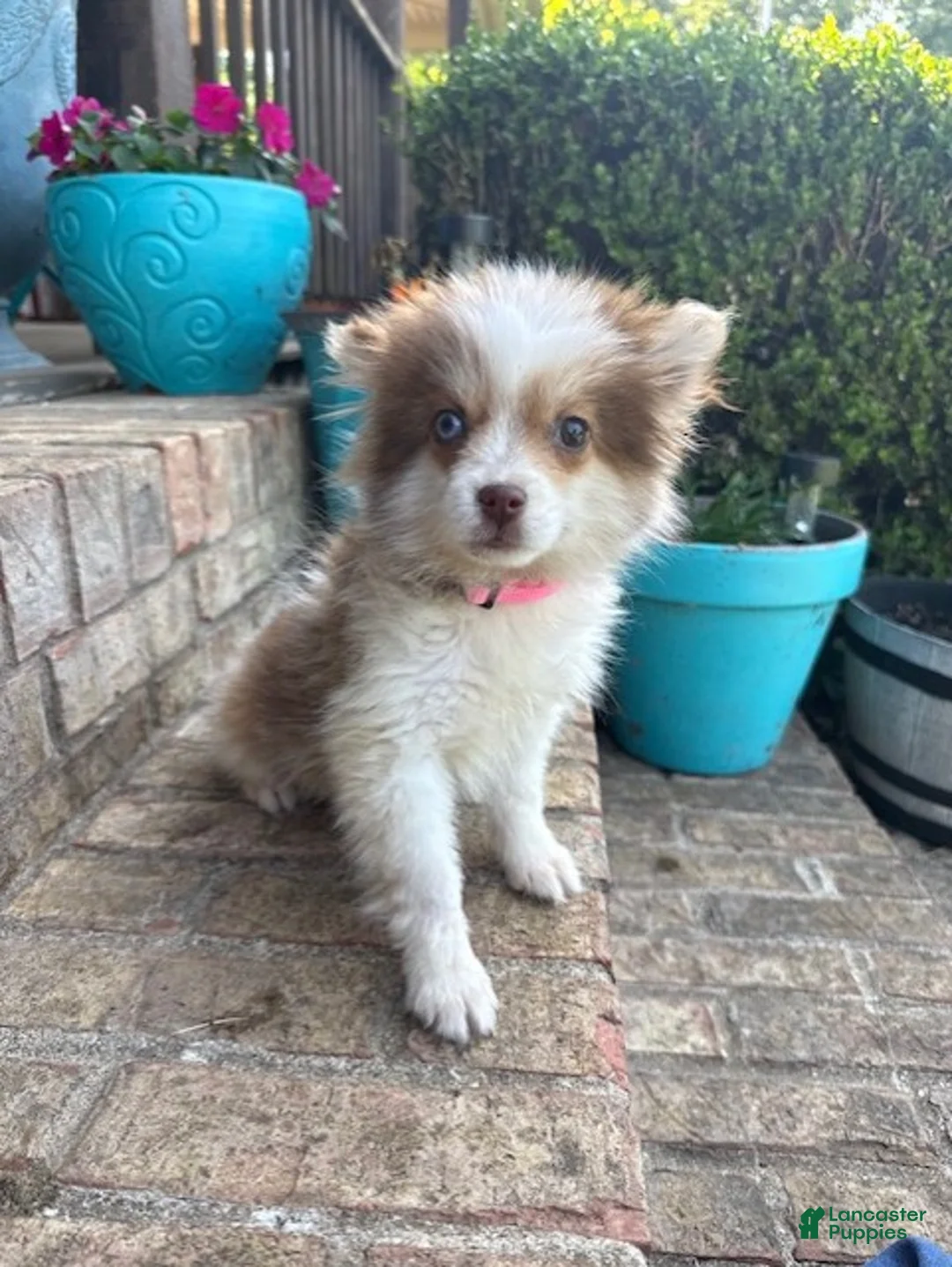 Pomsky dogs for sale: Bailey - Ad 5