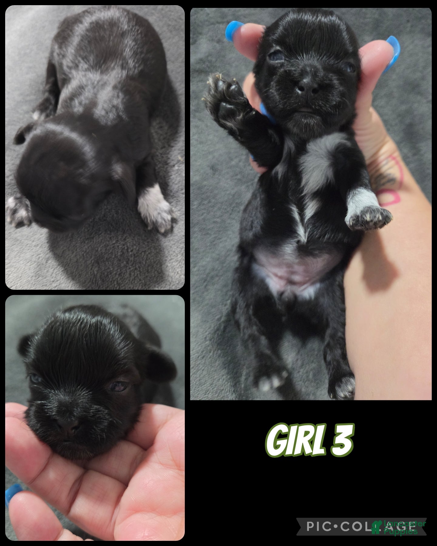 Shih Tzu dogs Shih Tzu Girl 3 - Ad 36