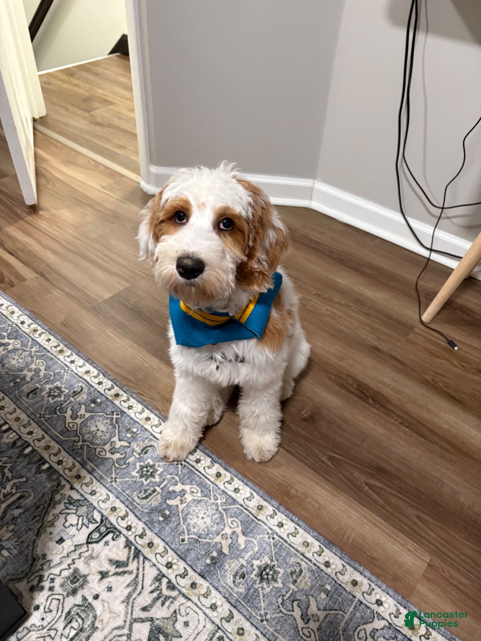 Goldendoodle dogs Goldendoodle 1 - Ad 2