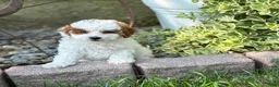 Toy Poodle dogs for sale: Taffy - Ad 8