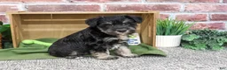 Miniature Schnauzer dogs for sale: Dawson - Ad 2