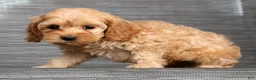 Cockapoo dogs for sale: Pluto - Ad 9