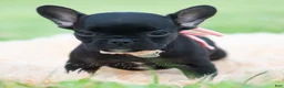 French Bulldog dogs for sale: Sweet Pepper - Ad 4