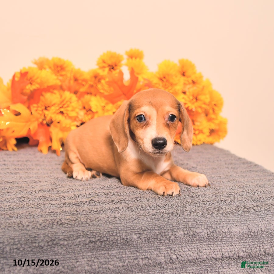 Miniature Dachshund dogs for sale: Ruby - Ad 1