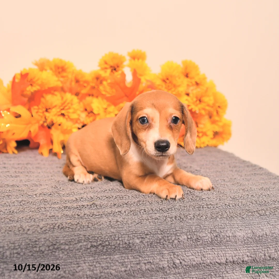 Miniature Dachshund dogs for sale: Ruby - Ad 1