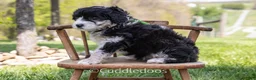 Sheepadoodle dogs for sale: Dahlia - Ad 5
