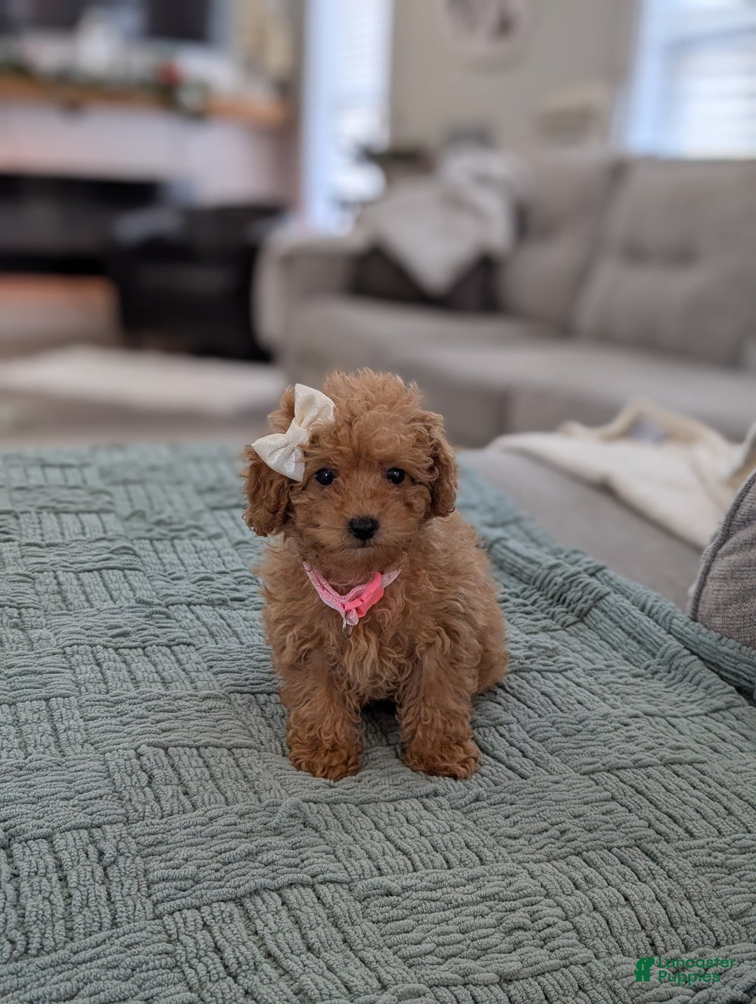 Toy Poodle dogs for sale: Amelia  - Ad 3