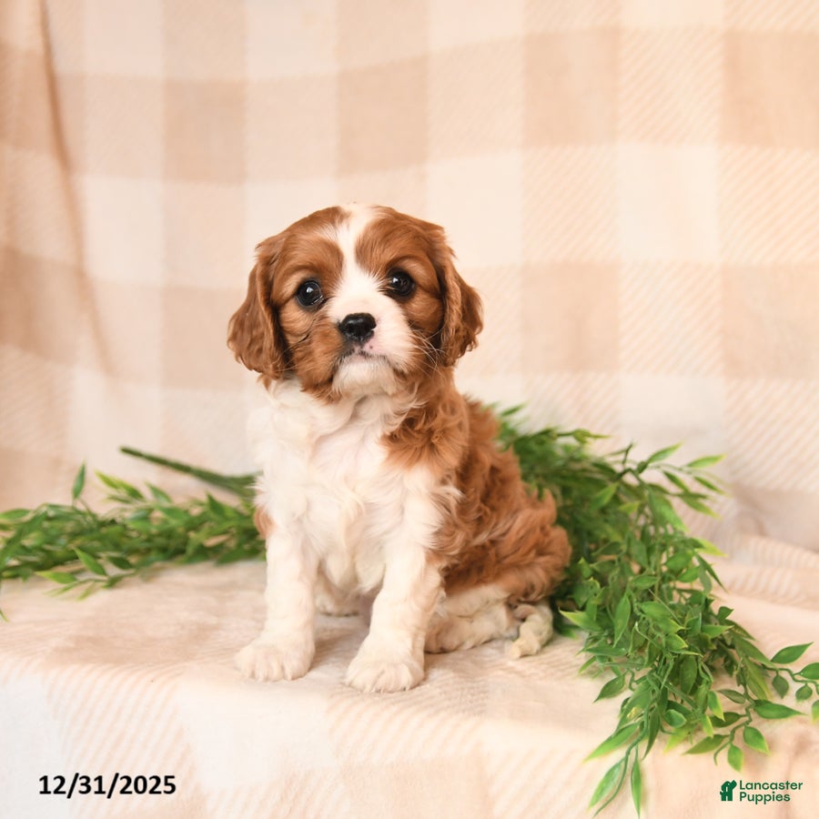 Cavalier King Charles Spaniel dogs Jasmine - Ad 7