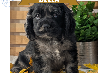 Cocker Spaniel dogs - Ad 16