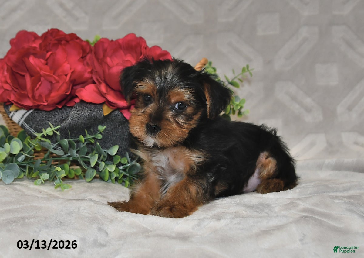Yorkshire Terrier dogs Bryson - Ad 2