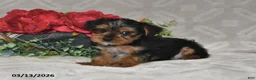 Yorkshire Terrier dogs for sale: Bryson - Ad 2