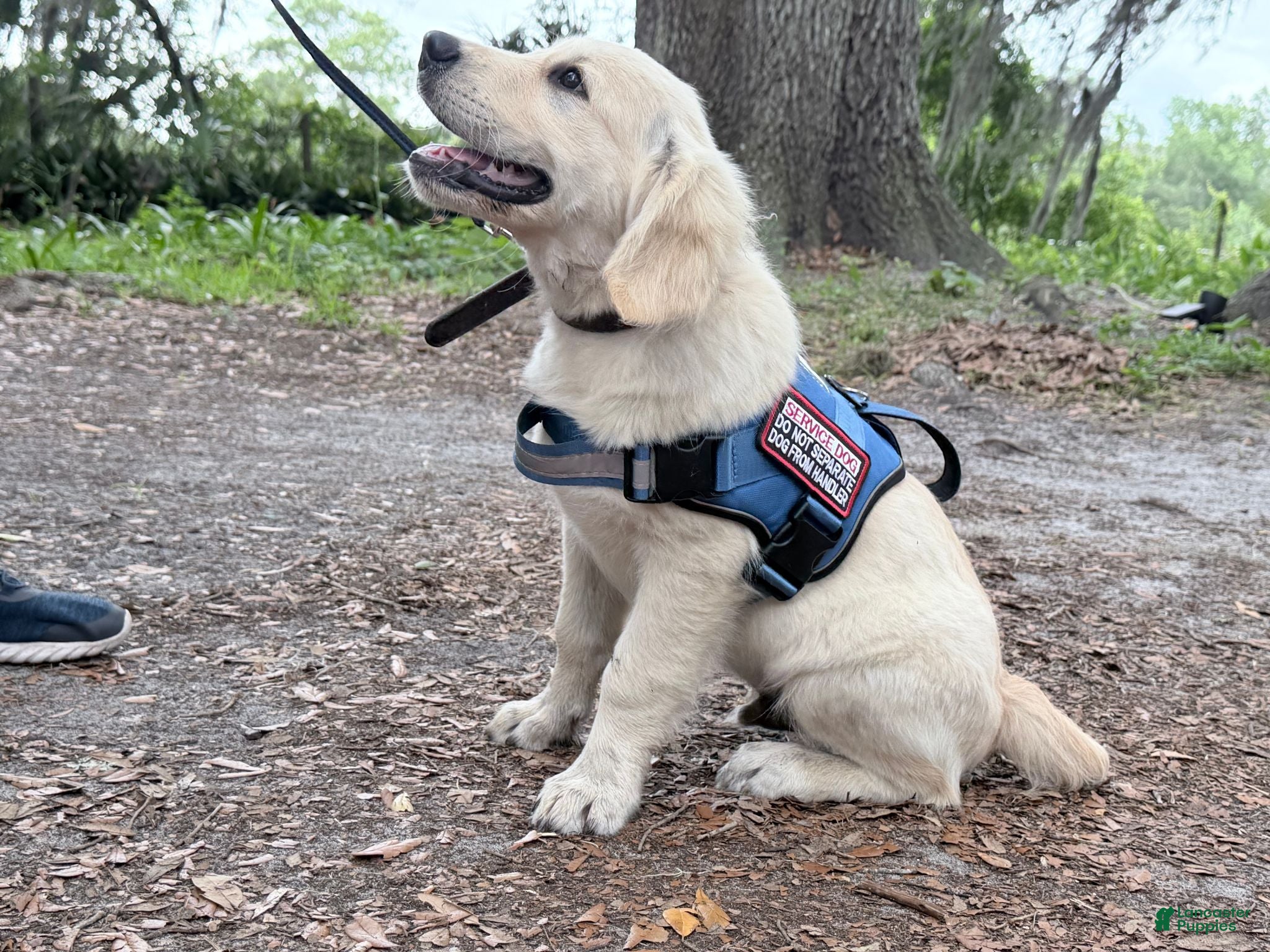 Golden Retriever dogs Golden Retriever 10 - Ad 2