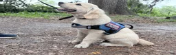 Golden Retriever dogs for sale: Golden Retriever 10 - Ad 2