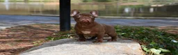 French Bulldog dogs for sale: Golden kid - Ad 8
