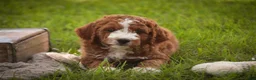 Cavapoo dogs for sale: Blaise Cavapoo  - Ad 13