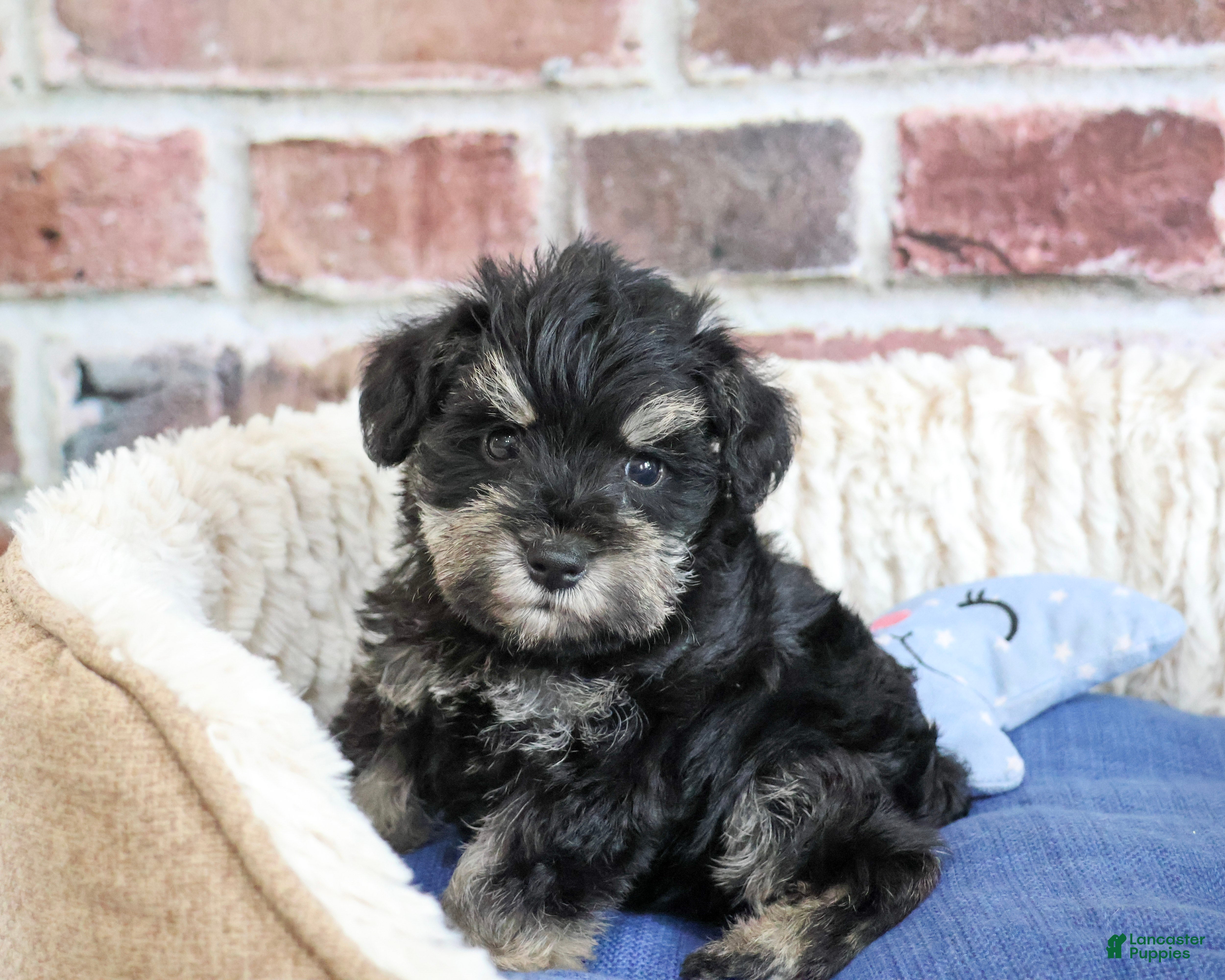 Miniature Schnauzer dogs Jimmy - Ad 35