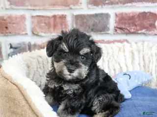 Miniature Schnauzer dogs Jimmy - Ad 35